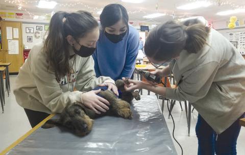 VET SCIENCE