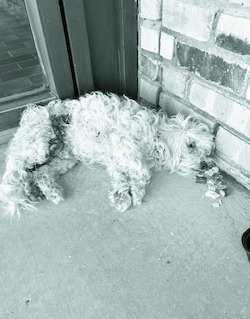 DEVOTION ON FOUR LEGS - Salty took Facebook by surprise when people saw how much pain he seemed to be in. Immediately the internet took storm demanding answers. Salty is currently at The College Avenue Animal Clinic. All donations can be made through them and all updates will be on their Facebook page. (Photo courtesy of Levelland Lost and Found Pets on Facebook)