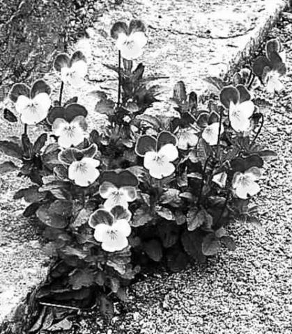 Pansies and Violas are wonderful plants to plant for the winter time. They can embrace the cold weather and add a pop of color for the dreary days winter can bring.