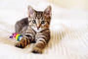 Spaying helps prevent cat overpopulation