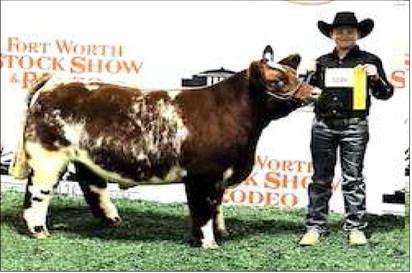 FIFTH PLACE - Smyer Slade Jeffcoat placed fifth with his Exotic Steer at the Ft. Worth Stock Show. (Photo courtesy of Ft. Worth Stockshow)