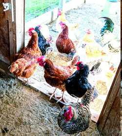Battling the spread of avian influenza