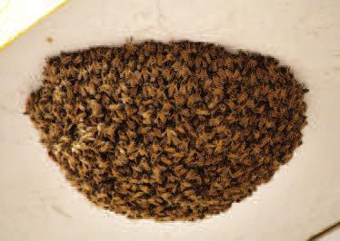 McWhorter’s Univited Bee Swarm