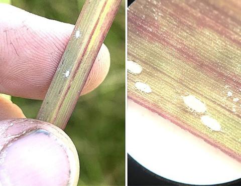 Texas producers get emergency exemption to battle mealybugs