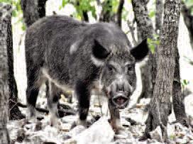 Feral hogs causing significant ag damage