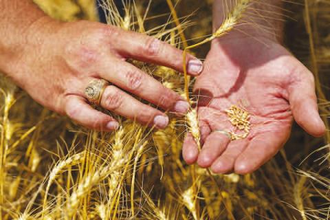 Wheat producers in most areas reported numerous problems related to weather or damage from above normal incidence of pests and disease, while a few areas produced the best yields in years. (Michael Miller/Texas A&amp;M AgriLife)