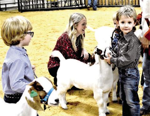 LIVESTOCK SHOW - The Hockley County Livetstock Show Peewee goats.