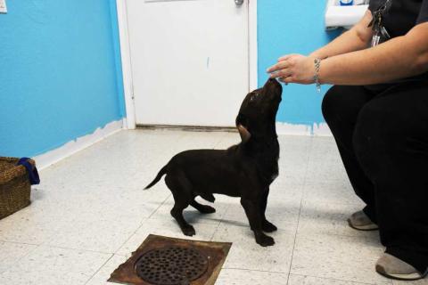 Adopt a pet, save a life