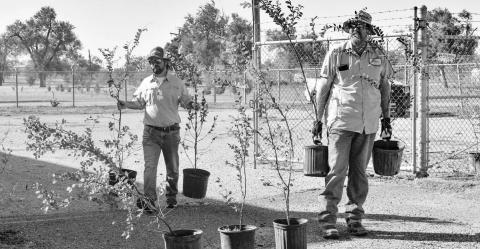 TREE HELP - Dustin Reichelt and Steve Golden were hard at work Wednesday helping hand out trees to the Levelland Community, Tuesday afternoon. A line of community members wrapping around the road near the Civic Center at the Levelland City Park were tended to by volunteers who were eager to receive two five-gallon trees for free with a valid ID. (Staff photo by Emily Campos)