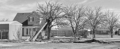 UPROOTED TREES – Entire trees and tree branches were part of the debris the community of Levelland is having to address due to the extreme winds from Wednesday’s storm. Large trees have been reported to be uprooted and have even crushed homes and vehicles. Pictured is trees that were severely damaged in the Kauffman Addition. (Staff photo by Emily Campos)