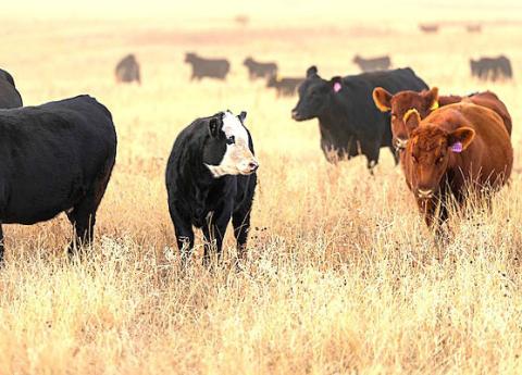 Texas A&M AgriLife Photo