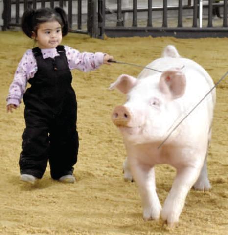 PEEWEE PIGS - Cochran County Livestock show peewee pigs.