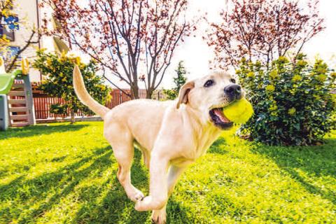 Potential threats to pet health in your own yard